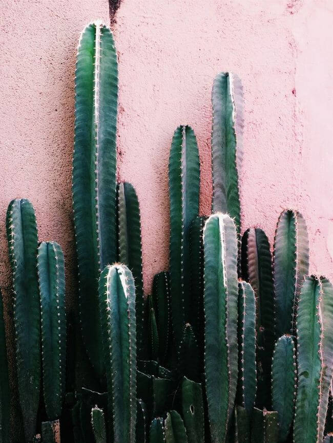 Een geschil als een stekelige cactus Een geschil als een stekelige cactus
